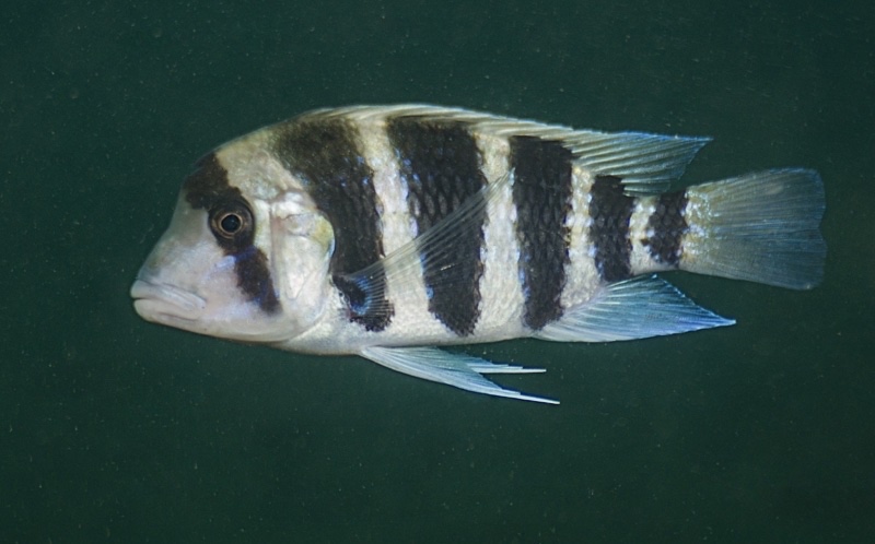 Cyphotilapia frontosa 'Kiliza'